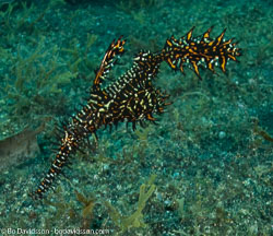 BD-090926-Lembeh-9264115-Solenostomus-paradoxus-(Pallas.-1770)-[Harlequin-ghost-pipefish.-Spökkantnål].jpg
